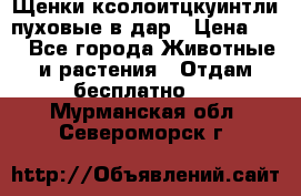 Щенки ксолоитцкуинтли пуховые в дар › Цена ­ 1 - Все города Животные и растения » Отдам бесплатно   . Мурманская обл.,Североморск г.